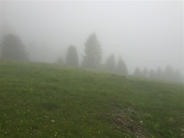 Da pampeago a passo Feudo - Alberi lontani nella fitta nebbia.
